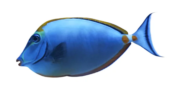 Schöne Achilles Tang Fish Auf Weißem Hintergrund — Stockfoto