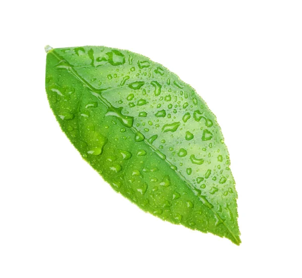 Folha de citrinos verde fresca com gotas de água isoladas em branco — Fotografia de Stock