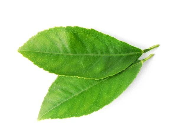 Färska gröna citrusblad isolerade på vita — Stockfoto