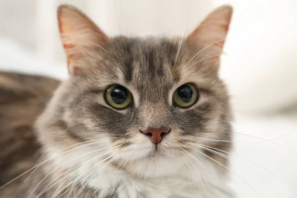 Cute fluffy cat, closeup view. Domestic pet — Stock Photo, Image