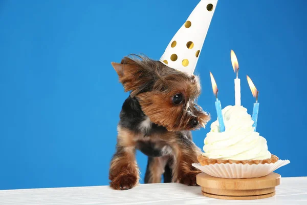 Lindo Yorkshire Terrier Perro Con Cupcake Cumpleaños Mesa Sobre Fondo —  Fotos de Stock