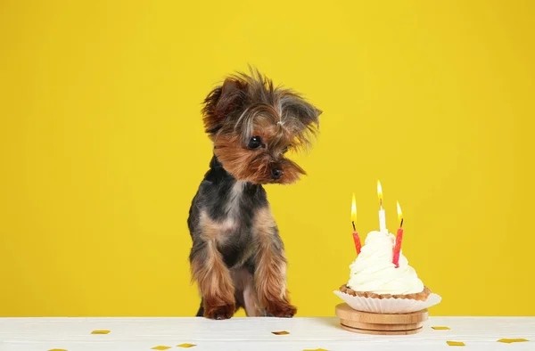 Lindo Yorkshire Terrier Perro Con Cupcake Cumpleaños Mesa Sobre Fondo —  Fotos de Stock