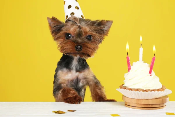 Lindo Yorkshire Terrier Perro Con Cupcake Cumpleaños Mesa Sobre Fondo —  Fotos de Stock