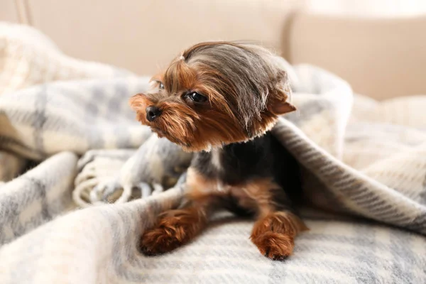 Lindo Yorkshire Terrier Perro Cubierto Con Cuadros Sofá — Foto de Stock