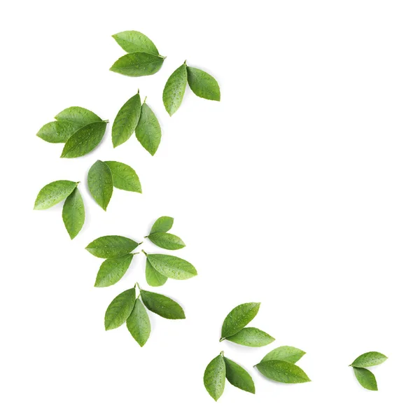 Φύλλα Εσπεριδοειδών Λευκό Φόντο Πάνω Όψη — Φωτογραφία Αρχείου