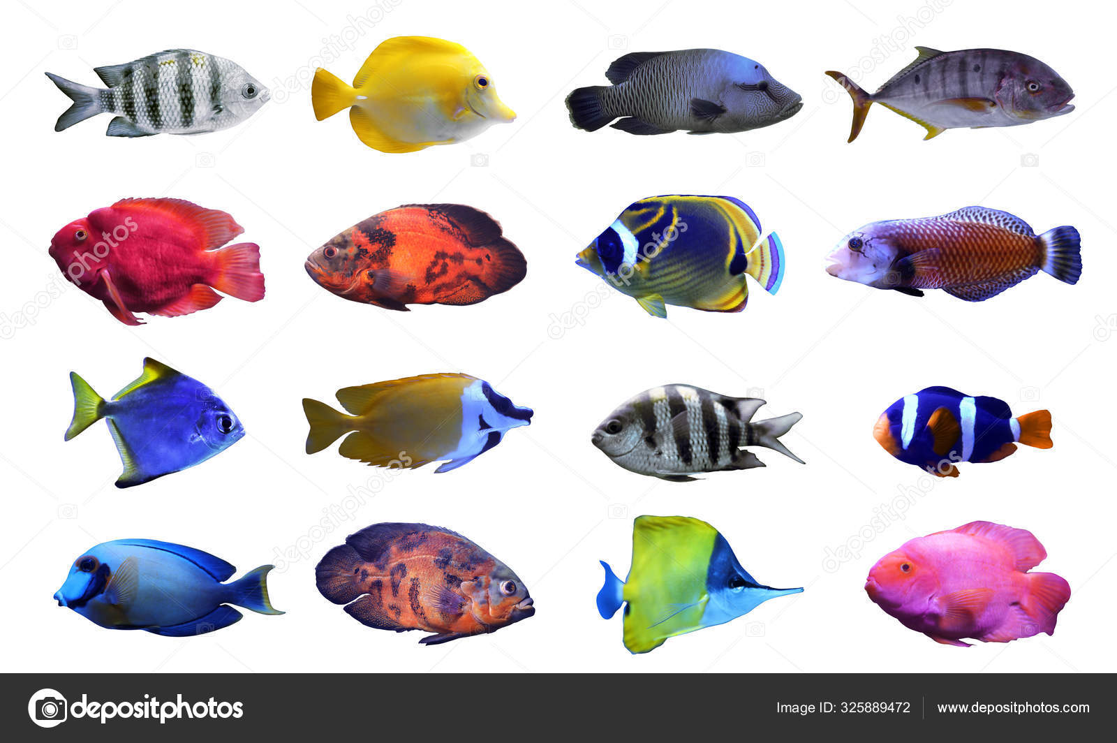 수족관에서 수영하는 물고기의 큰 그룹 사진 – Unsplash의 무료 동물 이미지, image size:1600x1064