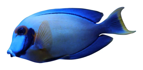 Beyaz Arka Planda Güzel Parlak Tropikal Cerrah Balığı — Stok fotoğraf