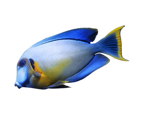 Beautiful Bright Tropical Surgeonfish White Background — Stock Photo, Image