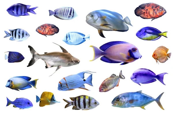 Set Different Tropical Fishes White Background — ストック写真