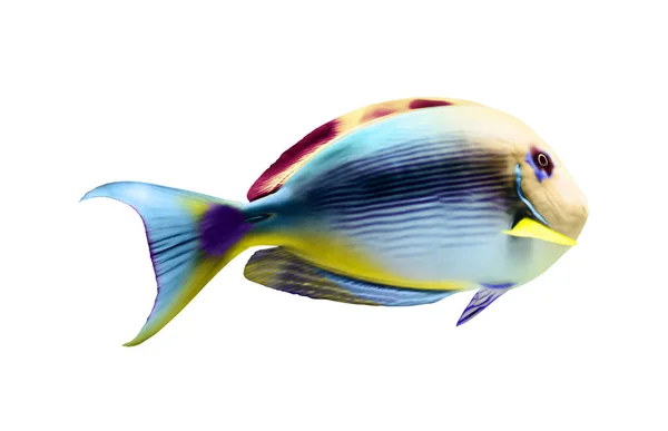 Beautiful Bright Tropical Surgeonfish White Background — Stock Photo, Image