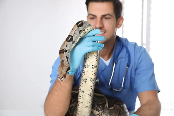 Homme vétérinaire examinant boa constrictor en clinique — Photo