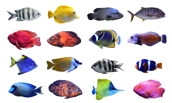 Colagem Diferentes Peixes Tropicais Fundo Branco — Fotografia de Stock