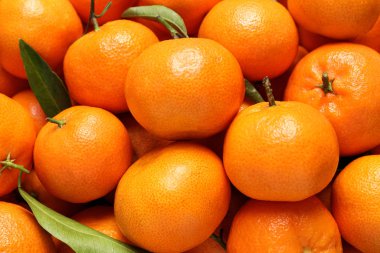 Arka plan olarak taze mandalina yaprakları, üst manzara. Citrus meyvesi.