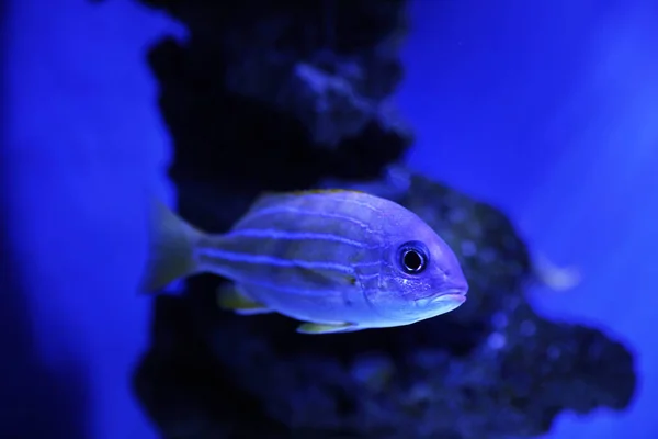 Mooie Blauwgerijpte Snapper Helder Blauw Aquarium — Stockfoto
