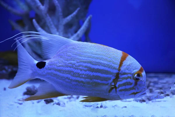 美丽的天使鱼在清澈的蓝色水族馆里游泳 — 图库照片