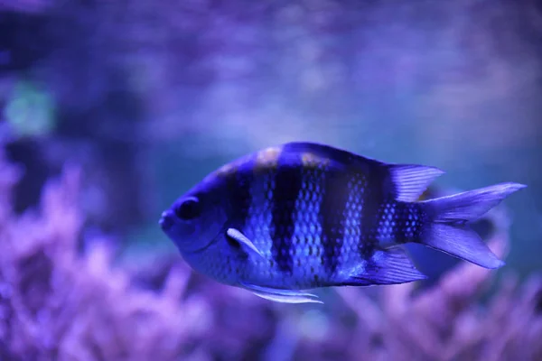 Schöner Feldwebel Großfisch Schwimmt Klarem Aquarium — Stockfoto