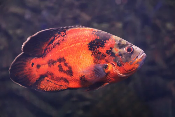 Bright Oscar Fish Swimming Clear Aquarium Closeup — 图库照片