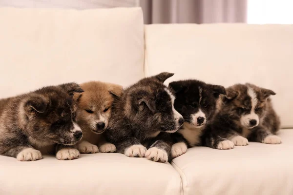 Carino Akita Inu Cuccioli Sul Divano Casa Cani Amichevoli — Foto Stock