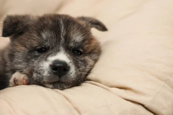 Cucciolo Akita inu sul cuscino. Cane carino — Foto Stock