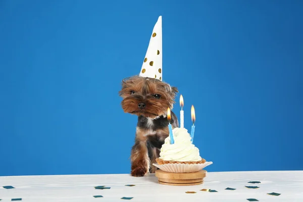 Cão Terrier Bonito Yorkshire Com Cupcake Aniversário Mesa Contra Fundo — Fotografia de Stock