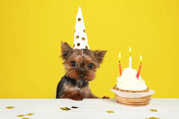 Lindo Yorkshire Terrier Perro Con Cupcake Cumpleaños Mesa Sobre Fondo —  Fotos de Stock