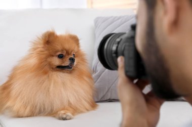 Profesyonel hayvan fotoğrafçısı güzel Pomeranya köpeğinin kapalı mekanda fotoğrafını çekiyor, yakın plan.