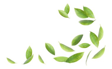 Taze yeşil narenciye beyaz arka plan üzerinde bırakır