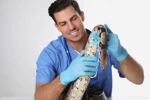 Mužský veterinární lékař vyšetřuje boa constrictor na klinice — Stock fotografie