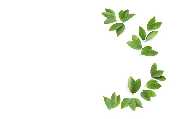 Φύλλα Εσπεριδοειδών Λευκό Φόντο Πάνω Όψη — Φωτογραφία Αρχείου