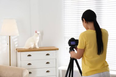 Profesyonel hayvan fotoğrafçısı içeride güzel beyaz kedi fotoğrafı çekiyor.