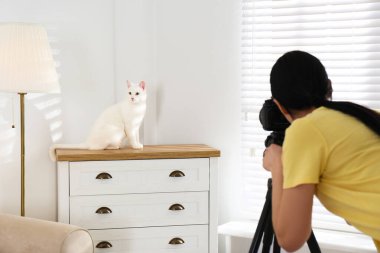 Profesyonel hayvan fotoğrafçısı güzel beyaz kedinin fotoğrafını çekiyor.