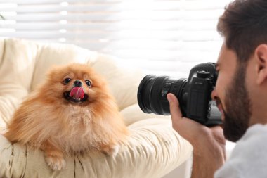 Profesyonel hayvan fotoğrafçısı güzel Pomeranya köpeğinin kapalı mekanda fotoğrafını çekiyor, yakın plan.