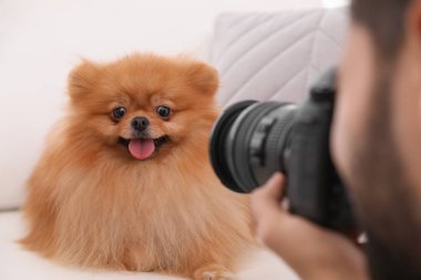 Profesyonel hayvan fotoğrafçısı güzel Pomeranya köpeğinin kapalı mekanda fotoğrafını çekiyor, yakın plan.