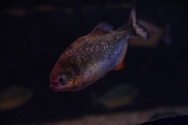 Siyah akvaryumda yüzen parlak piranha balığı.