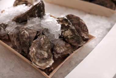 Sergilenen buzlu taze istiridyeler, yakın plan. Toptan piyasa