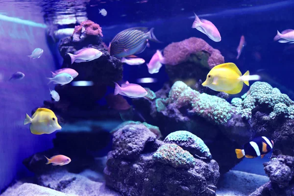 Diferentes Peces Tropicales Nadando Agua Del Acuario — Foto de Stock