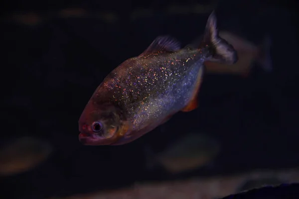 Poisson Piranha Brillant Nageant Dans Aquarium Sombre — Photo