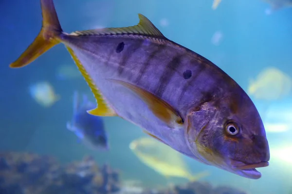 Тунець Риба Плаває Прозорій Акваріумній Воді — стокове фото
