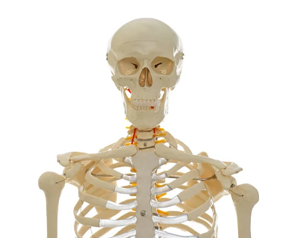 Τεχνητό ανθρώπινο μοντέλο σκελετού απομονωμένο σε λευκό — Φωτογραφία Αρχείου