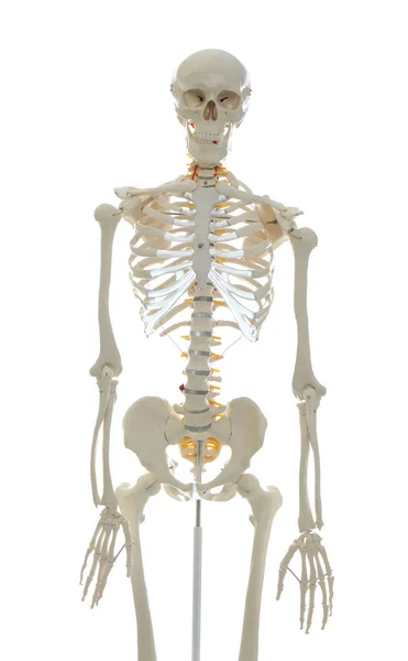 Modell des künstlichen menschlichen Skeletts auf weiß isoliert — Stockfoto