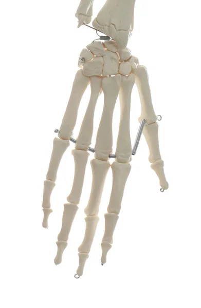Mesterséges emberi csontváz modell elszigetelt fehér, közelkép — Stock Fotó