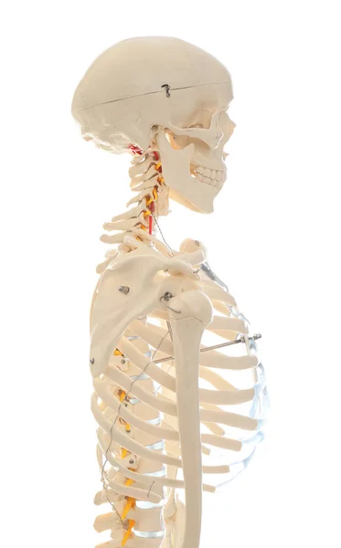Umělý model lidské kostry izolovaný na bílém — Stock fotografie