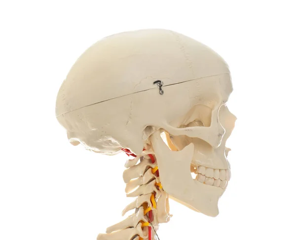 Modell eines künstlichen menschlichen Skeletts isoliert auf weiß, Nahaufnahme — Stockfoto