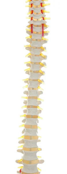 Modelo de columna vertebral humana artificial aislado en blanco, primer plano — Foto de Stock