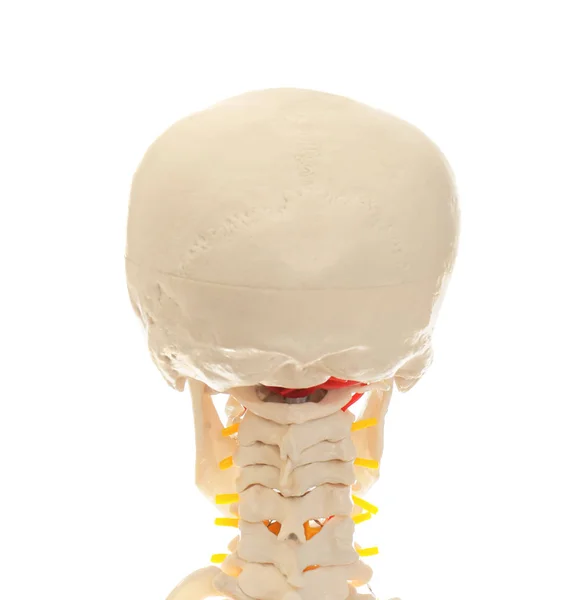Modelo de esqueleto humano artificial isolado em branco, close-up — Fotografia de Stock