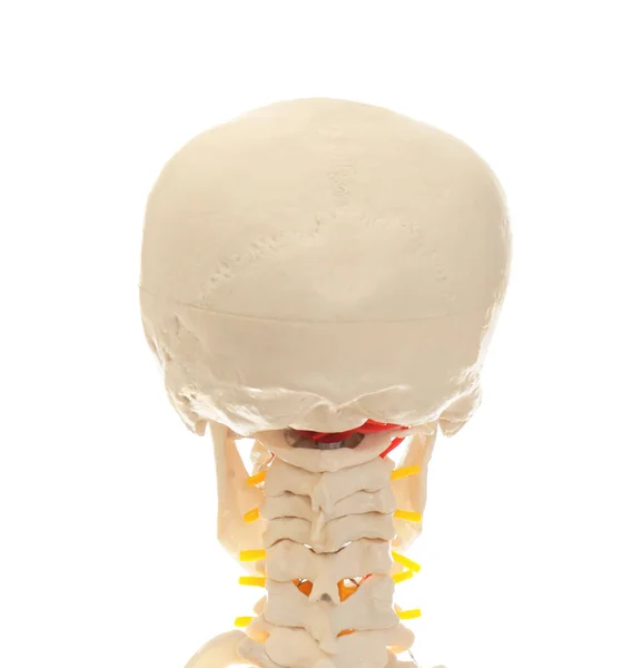 Штучна модель людського скелета ізольована на білому, крупним планом — стокове фото