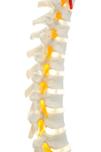 사람의 척추를 흰색으로 분리 한 인공적 인 인간 척추 모델 — 스톡 사진