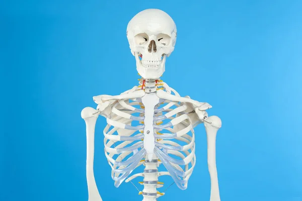 Modell Eines Künstlichen Menschlichen Skeletts Auf Blauem Hintergrund — Stockfoto