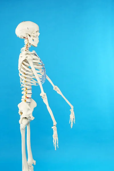 Modell Eines Künstlichen Menschlichen Skeletts Auf Blauem Hintergrund — Stockfoto