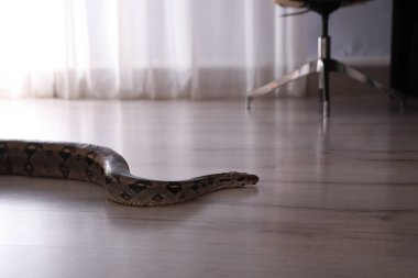 Kahverengi boa yılanı odada yerde sürünüyor.